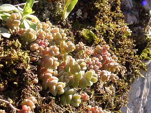 Sedum dasyphyllum (Crassulaceae)  - Orpin à feuilles poilues, Orpin à feuilles serrées, Orpin à feuilles épaisses - Thick-leaved Stonecrop Gard [France] 19/04/2004 - 610m