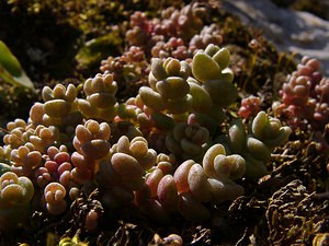Sedum dasyphyllum (Crassulaceae)  - Orpin à feuilles poilues, Orpin à feuilles serrées, Orpin à feuilles épaisses - Thick-leaved Stonecrop Gard [France] 19/04/2004 - 610m