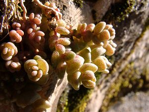 Sedum dasyphyllum (Crassulaceae)  - Orpin à feuilles poilues, Orpin à feuilles serrées, Orpin à feuilles épaisses - Thick-leaved Stonecrop Gard [France] 19/04/2004 - 610m