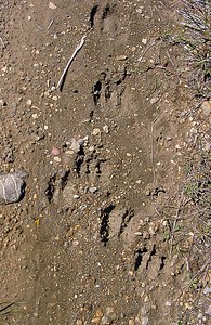 Sus scrofa (Suidae)  - Sanglier - Wild Boar, Razorback Aude [France] 24/04/2004 - 320m