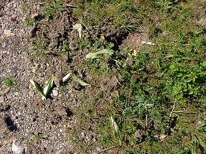 Sus scrofa (Suidae)  - Sanglier - Wild Boar, Razorback Aude [France] 24/04/2004 - 320md?gats sur des orchid?es, le sanglier creuse pour d?terrer les pseudo bulbes.