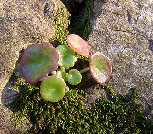 Umbilicus rupestris (Crassulaceae)  - Ombilic rupestre, Nombril-de-Vénus, Oreille-d'abbé, Ombilic des rochers - Navelwort Gard [France] 19/04/2004 - 610m