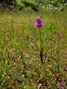 Anacamptis pyramidalis (Orchidaceae)  - Orchis pyramidal - Pyramidal Orchid Aisne [France] 29/05/2004 - 90m