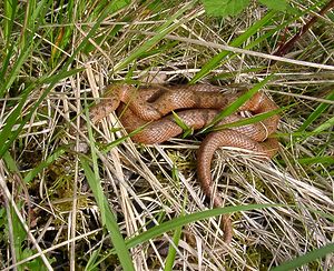 Coronella austriaca (Colubridae)  - Coronelle lisse - Smooth Snake Aisne [France] 16/05/2004 - 120m