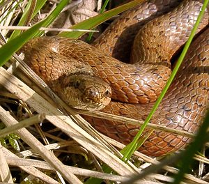 Coronella austriaca (Colubridae)  - Coronelle lisse - Smooth Snake Aisne [France] 16/05/2004 - 120m