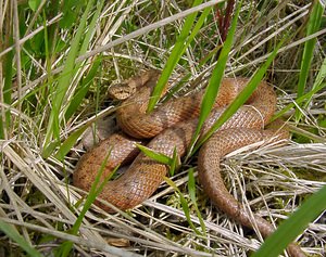 Coronella austriaca (Colubridae)  - Coronelle lisse - Smooth Snake Aisne [France] 16/05/2004 - 120m