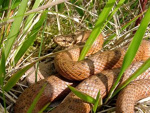 Coronella austriaca (Colubridae)  - Coronelle lisse - Smooth Snake Aisne [France] 16/05/2004 - 120m