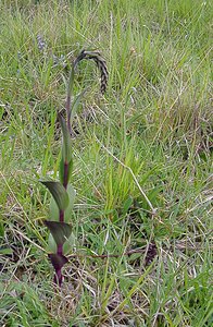 Epipactis atrorubens (Orchidaceae)  - Épipactide rouge sombre, Épipactis rouge sombre, Épipactis brun rouge, Épipactis pourpre noirâtre, Helléborine rouge - Dark-red Helleborine Seine-Maritime [France] 22/05/2004 - 90m