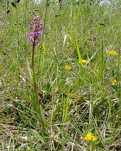 Gymnadenia conopsea (Orchidaceae)  - Gymnadénie moucheron, Orchis moucheron, Orchis moustique - Fragrant Orchid Aisne [France] 29/05/2004 - 120m