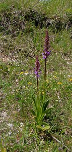 Gymnadenia conopsea (Orchidaceae)  - Gymnadénie moucheron, Orchis moucheron, Orchis moustique - Fragrant Orchid Aisne [France] 29/05/2004 - 120m