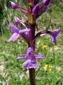 Gymnadenia conopsea (Orchidaceae)  - Gymnadénie moucheron, Orchis moucheron, Orchis moustique - Fragrant Orchid Aisne [France] 29/05/2004 - 120m