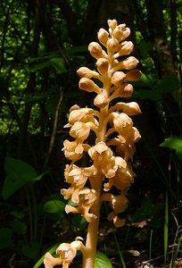 Neottia nidus-avis (Orchidaceae)  - Néottie nid-d'oiseau, Herbe aux vers - Bird's-nest Orchid Aisne [France] 15/05/2004 - 140m