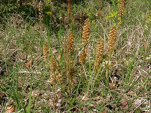 Neottia nidus-avis (Orchidaceae)  - Néottie nid-d'oiseau, Herbe aux vers - Bird's-nest Orchid Aisne [France] 15/05/2004 - 120m