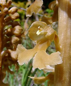 Neottia nidus-avis (Orchidaceae)  - Néottie nid-d'oiseau, Herbe aux vers - Bird's-nest Orchid Aisne [France] 15/05/2004 - 120m