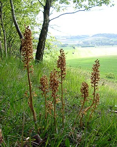 Neottia nidus-avis (Orchidaceae)  - Néottie nid-d'oiseau, Herbe aux vers - Bird's-nest Orchid Seine-Maritime [France] 22/05/2004 - 110m