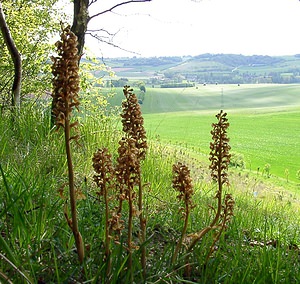 Neottia nidus-avis (Orchidaceae)  - Néottie nid-d'oiseau, Herbe aux vers - Bird's-nest Orchid Seine-Maritime [France] 22/05/2004 - 110m