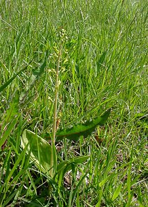 Neottia ovata (Orchidaceae)  - Néottie ovale, Grande Listère, Double-feuille, Listère à feuilles ovales, Listère ovale - Common Twayblade Aisne [France] 15/05/2004 - 190m