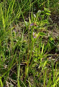 Ophrys apifera (Orchidaceae)  - Ophrys abeille - Bee Orchid Aisne [France] 29/05/2004 - 120m