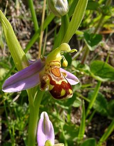 Ophrys apifera (Orchidaceae)  - Ophrys abeille - Bee Orchid Aisne [France] 29/05/2004 - 120m