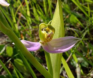 Ophrys apifera (Orchidaceae)  - Ophrys abeille - Bee Orchid Aisne [France] 29/05/2004 - 120m