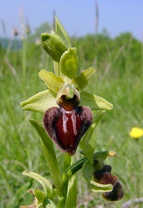 Ophrys aranifera (Orchidaceae)  - Ophrys araignée, Oiseau-coquet - Early Spider-orchid Aisne [France] 15/05/2004 - 190m