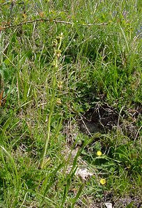 Ophrys aranifera (Orchidaceae)  - Ophrys araignée, Oiseau-coquet - Early Spider-orchid Aisne [France] 15/05/2004 - 190m