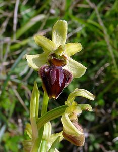 Ophrys aranifera (Orchidaceae)  - Ophrys araignée, Oiseau-coquet - Early Spider-orchid Aisne [France] 15/05/2004 - 190m