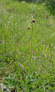 Ophrys aranifera (Orchidaceae)  - Ophrys araignée, Oiseau-coquet - Early Spider-orchid Aisne [France] 15/05/2004 - 140m