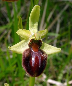 Ophrys aranifera (Orchidaceae)  - Ophrys araignée, Oiseau-coquet - Early Spider-orchid Aisne [France] 15/05/2004 - 140m