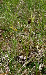 Ophrys aranifera (Orchidaceae)  - Ophrys araignée, Oiseau-coquet - Early Spider-orchid Aisne [France] 15/05/2004 - 140m