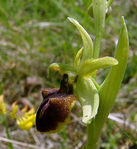 Ophrys aranifera (Orchidaceae)  - Ophrys araignée, Oiseau-coquet - Early Spider-orchid Aisne [France] 15/05/2004 - 140m