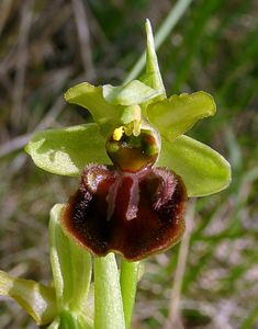 Ophrys aranifera (Orchidaceae)  - Ophrys araignée, Oiseau-coquet - Early Spider-orchid Aisne [France] 15/05/2004 - 140m