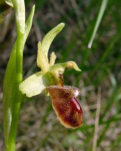 Ophrys aranifera (Orchidaceae)  - Ophrys araignée, Oiseau-coquet - Early Spider-orchid Aisne [France] 15/05/2004 - 140m