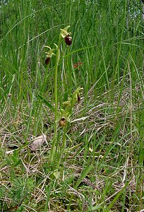 Ophrys aranifera (Orchidaceae)  - Ophrys araignée, Oiseau-coquet - Early Spider-orchid Aisne [France] 15/05/2004 - 140m