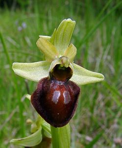 Ophrys aranifera (Orchidaceae)  - Ophrys araignée, Oiseau-coquet - Early Spider-orchid Aisne [France] 15/05/2004 - 140m