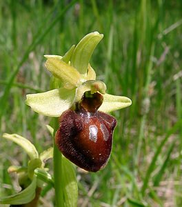 Ophrys aranifera (Orchidaceae)  - Ophrys araignée, Oiseau-coquet - Early Spider-orchid Aisne [France] 15/05/2004 - 140m