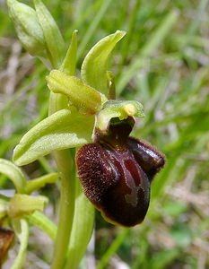 Ophrys aranifera (Orchidaceae)  - Ophrys araignée, Oiseau-coquet - Early Spider-orchid Aisne [France] 15/05/2004 - 140m