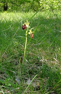 Ophrys aranifera (Orchidaceae)  - Ophrys araignée, Oiseau-coquet - Early Spider-orchid Aisne [France] 15/05/2004 - 140m