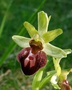 Ophrys aranifera (Orchidaceae)  - Ophrys araignée, Oiseau-coquet - Early Spider-orchid Aisne [France] 15/05/2004 - 140m