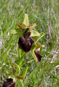 Ophrys aranifera (Orchidaceae)  - Ophrys araignée, Oiseau-coquet - Early Spider-orchid Aisne [France] 16/05/2004 - 120m