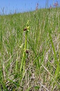 Ophrys aranifera (Orchidaceae)  - Ophrys araignée, Oiseau-coquet - Early Spider-orchid Aisne [France] 16/05/2004 - 120m