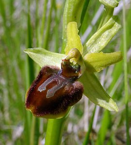 Ophrys aranifera (Orchidaceae)  - Ophrys araignée, Oiseau-coquet - Early Spider-orchid Aisne [France] 16/05/2004 - 120m