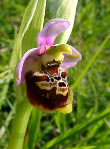 Ophrys fuciflora (Orchidaceae)  - Ophrys bourdon, Ophrys frelon - Late Spider-orchid Aisne [France] 15/05/2004 - 190m