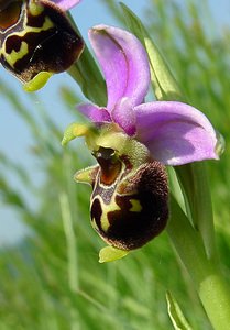 Ophrys fuciflora (Orchidaceae)  - Ophrys bourdon, Ophrys frelon - Late Spider-orchid Aisne [France] 15/05/2004 - 190m