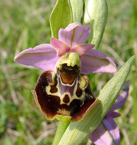 Ophrys fuciflora (Orchidaceae)  - Ophrys bourdon, Ophrys frelon - Late Spider-orchid Aisne [France] 15/05/2004 - 190m