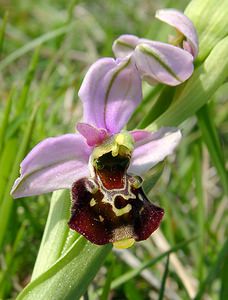 Ophrys fuciflora (Orchidaceae)  - Ophrys bourdon, Ophrys frelon - Late Spider-orchid Aisne [France] 15/05/2004 - 190m