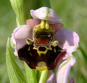 Ophrys fuciflora (Orchidaceae)  - Ophrys bourdon, Ophrys frelon - Late Spider-orchid Aisne [France] 15/05/2004 - 190m