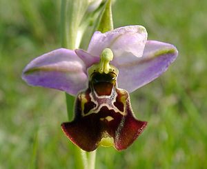 Ophrys fuciflora (Orchidaceae)  - Ophrys bourdon, Ophrys frelon - Late Spider-orchid Aisne [France] 15/05/2004 - 190m