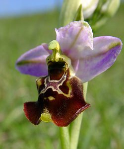 Ophrys fuciflora (Orchidaceae)  - Ophrys bourdon, Ophrys frelon - Late Spider-orchid Aisne [France] 15/05/2004 - 190m