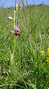 Ophrys fuciflora (Orchidaceae)  - Ophrys bourdon, Ophrys frelon - Late Spider-orchid Aisne [France] 15/05/2004 - 190m